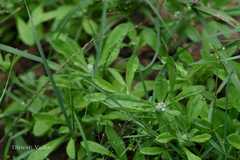 Gnaphalium pensylvanicum